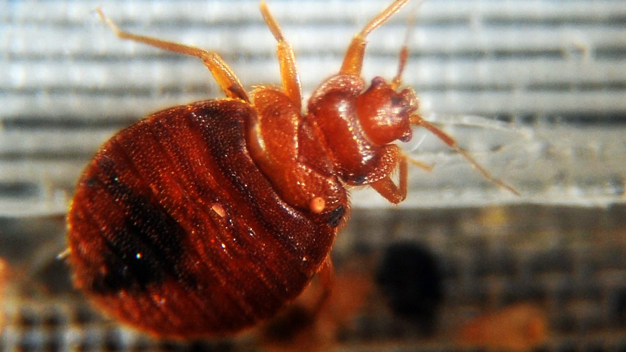 (FILES) Bed bugs crawl around in a container on display during the 2nd National Bed Bug Summit in Washington, DC, February 2, 2011. To get rid of bedbugs, a thorough cleaning of the infested area is essential, even if a specialized pest control service is often needed. (Photo by Jewel SAMAD / AFP)