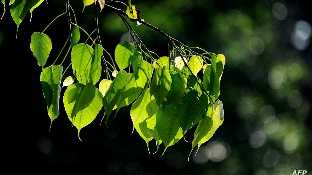 A Sri Lankan tree in Colombo on March 3, 2015. AFP PHOTO / ISHARA S. KODIKARA (Photo by Ishara S.KODIKARA / AFP)