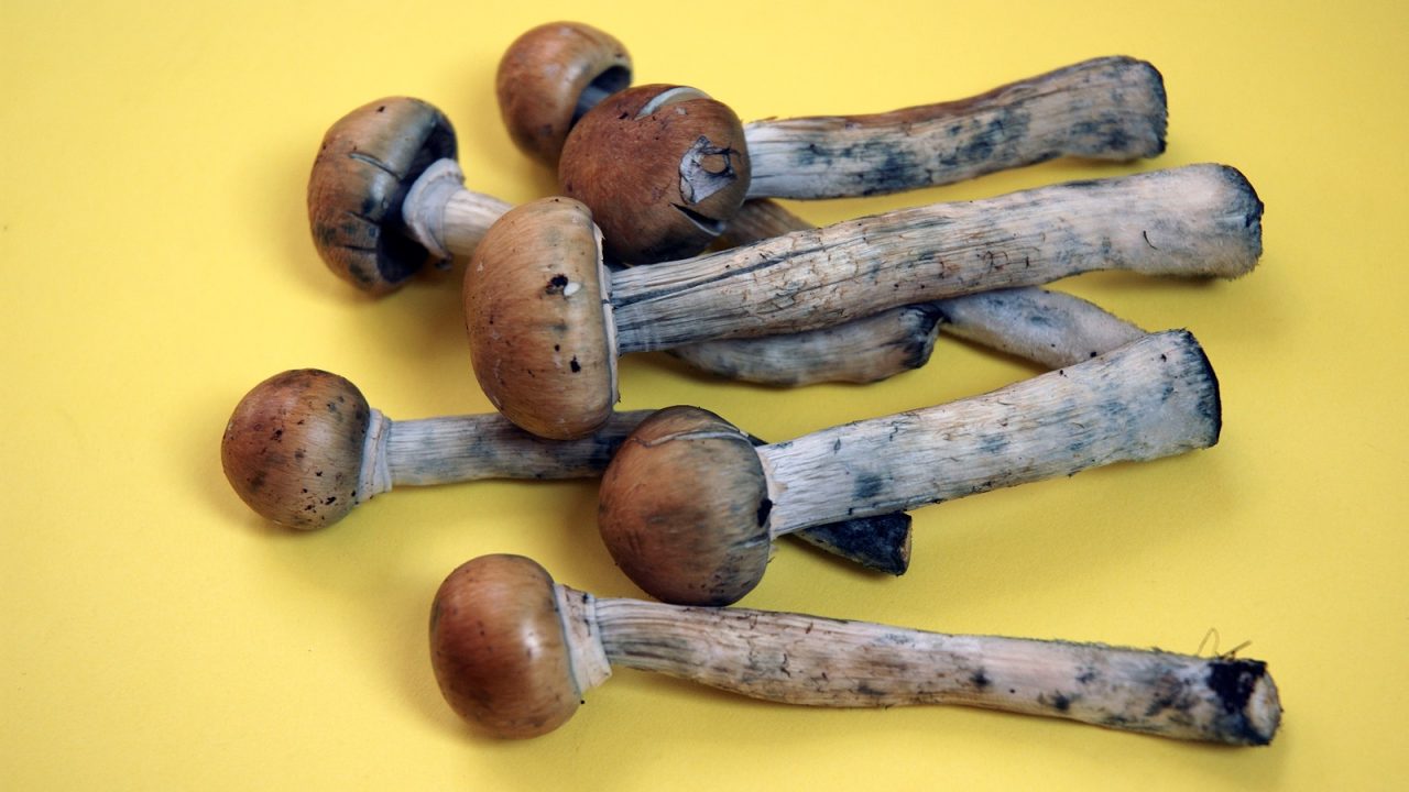 Fresh Colombian magic mushrooms legallly on sale in Camden market London June 2005  soon selling them will be illegal.