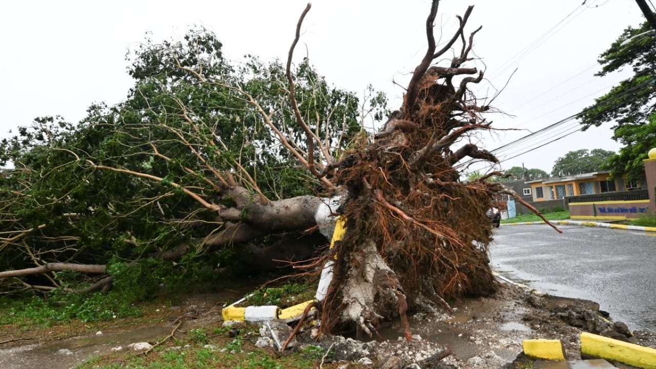 A fallen tree is seen in St. Catherine, Jamaica, shortly before Hurricane Melissa made landfall on October 28, 2025. Ferocious winds and torrential rain tore into Jamaica Tuesday as Hurricane Melissa made landfall, the worst storm ever to strike the island nation and one of the most powerful hurricanes on record. The extremely violent Category 5 system was still crawling across the Caribbean, promising catastrophic floods and life-threatening conditions as maximum sustained winds reached a staggering 185 miles per hour (295 kilometers per hour). (Photo by Ricardo Makyn / AFP)