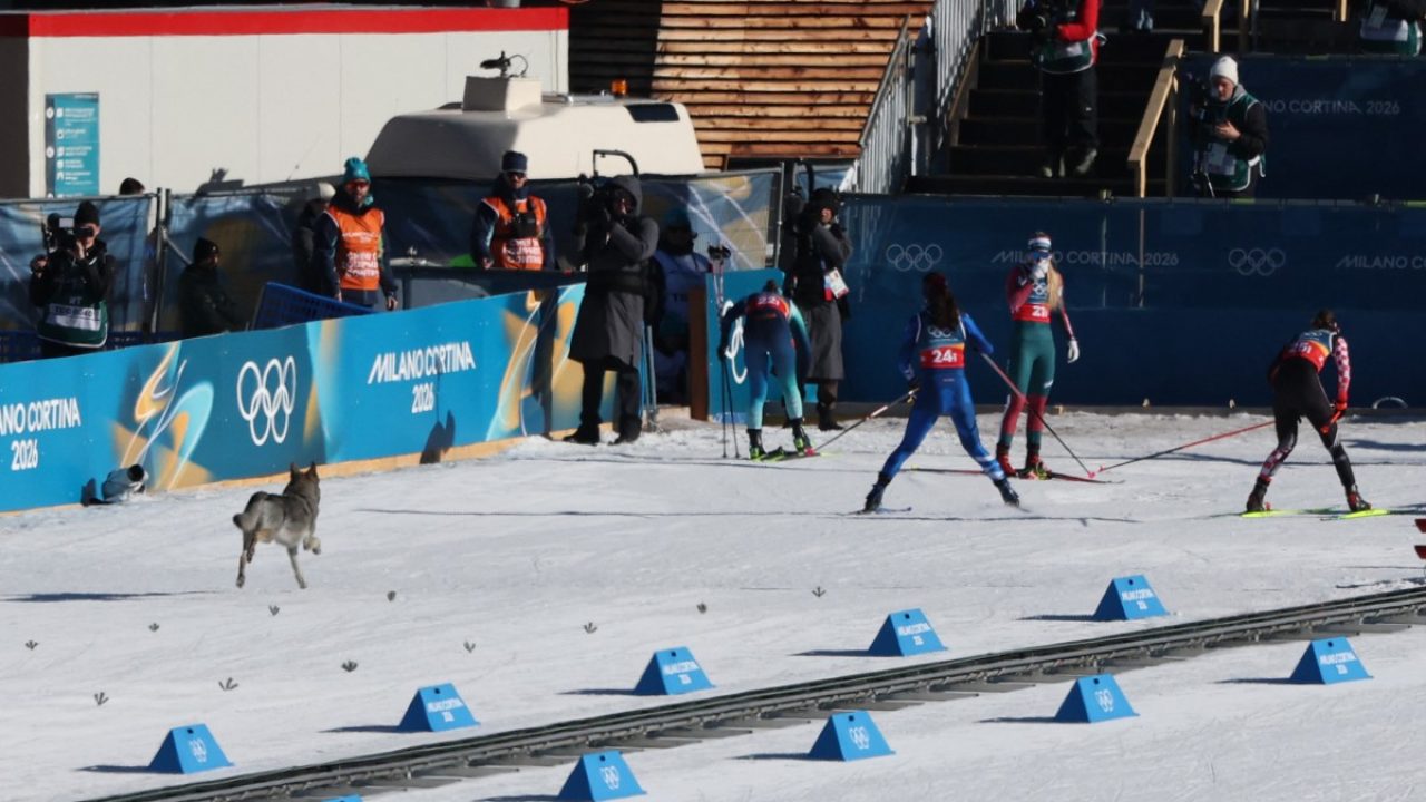 A dog wanders on the ski trail during the women's team cross country free sprint qualification event of the Milano Cortina 2026 Winter Olympic Games at Tesero Cross-Country Skiing Stadium in Lago di Tesero (Val di Fiemme), on February 18, 2026. (Photo by Anne-Christine POUJOULAT / AFP)