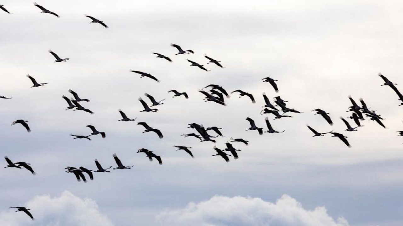 BIRDS BIRDS