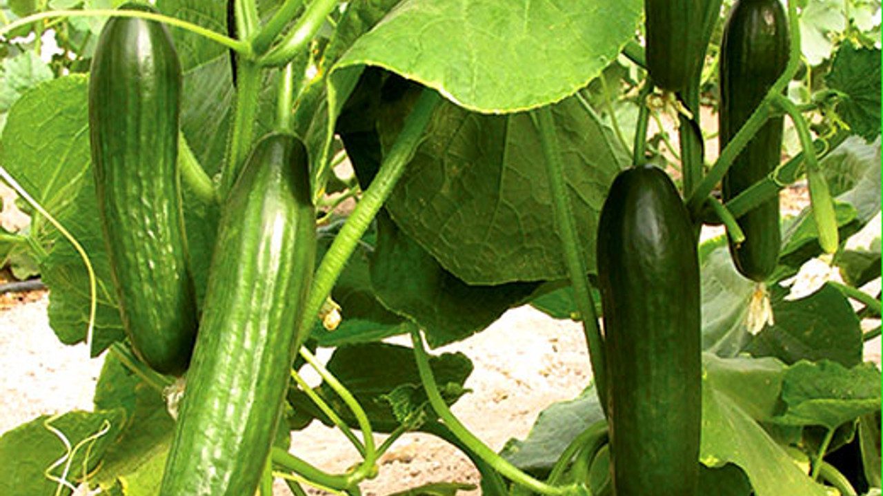 Cucumber_Beit_Alpha_Seeds_Cucumis_Sativus__28051