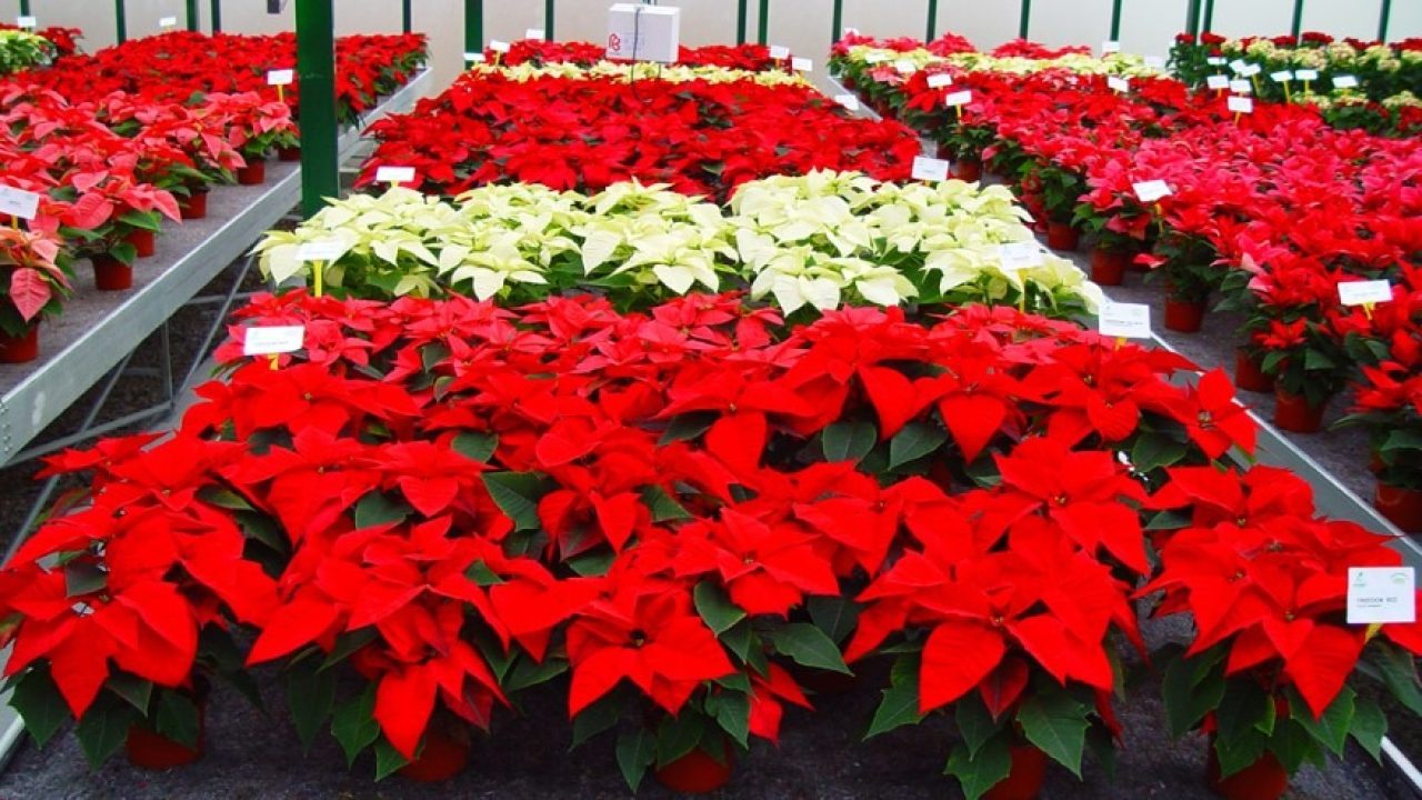 IMG-20221222-WA0000 IMG-20221222-WA0000