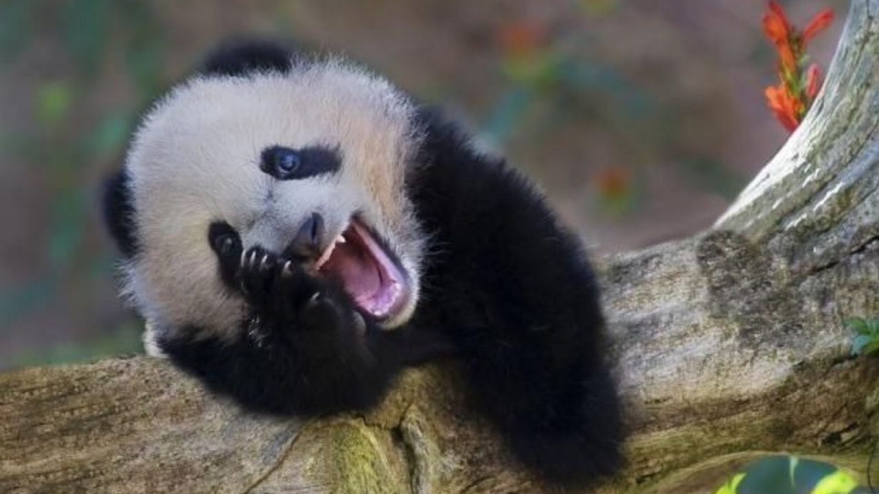 PANDA