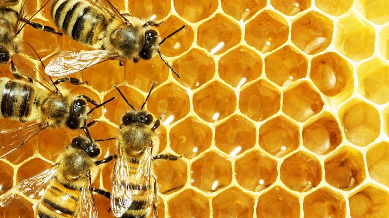 abeilles