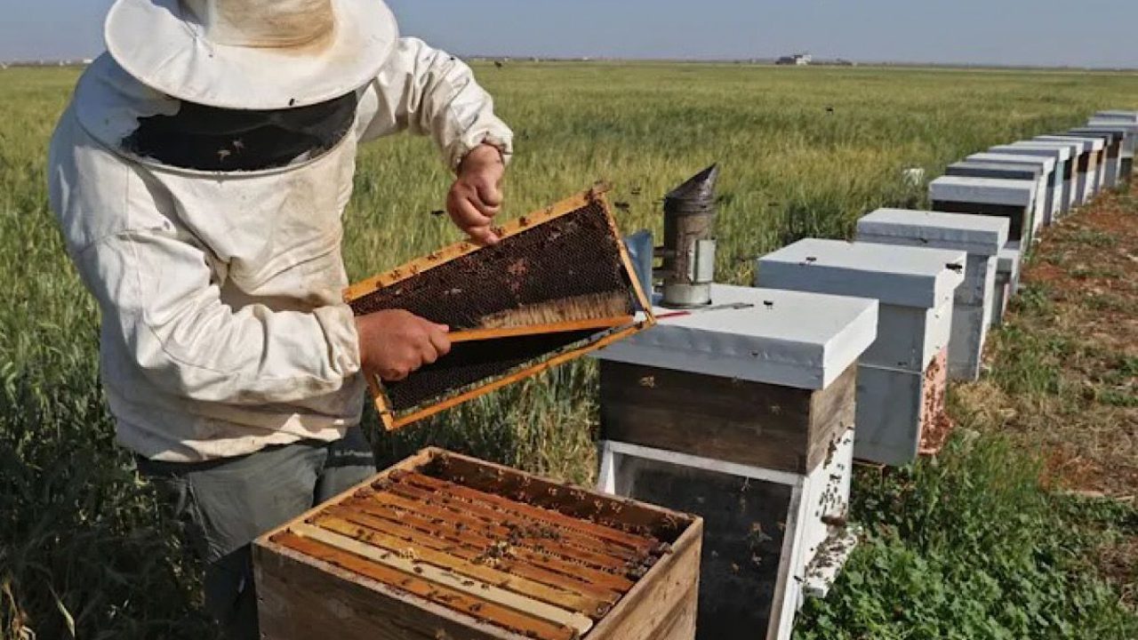 abeilles
