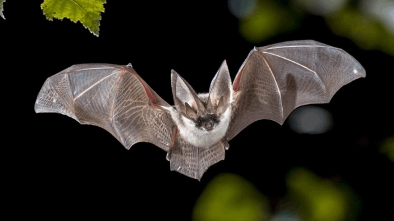 bat