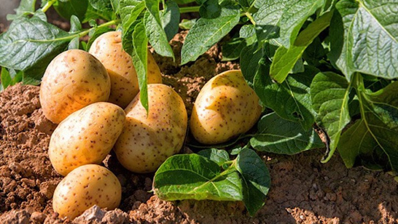 batata bazella