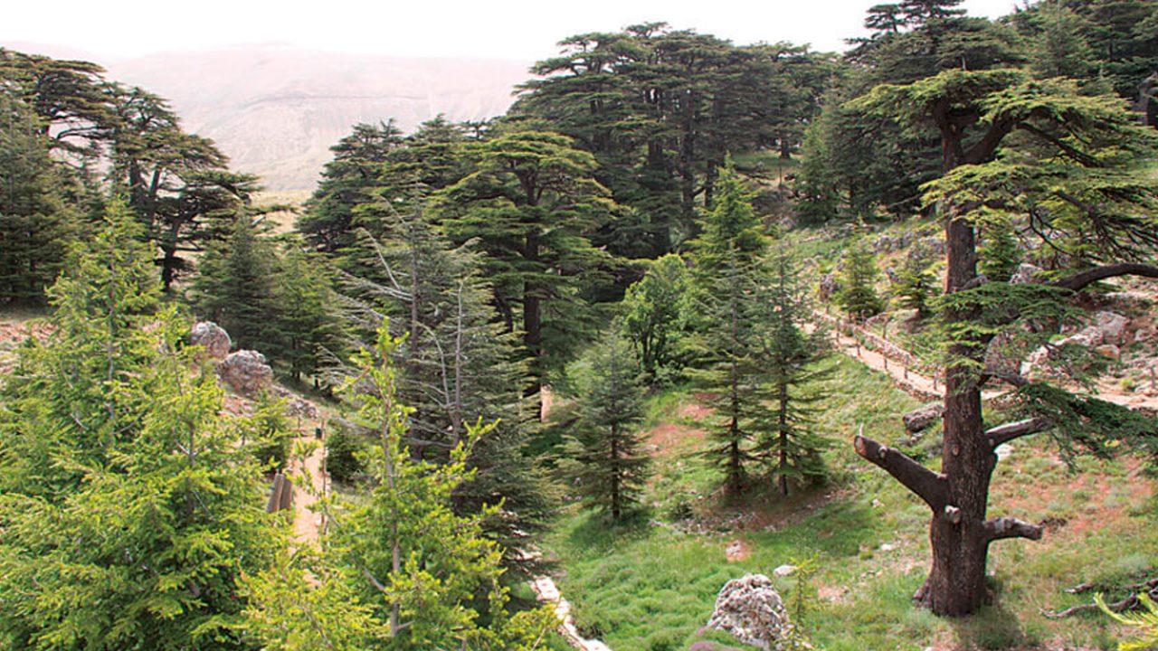 bcharre2