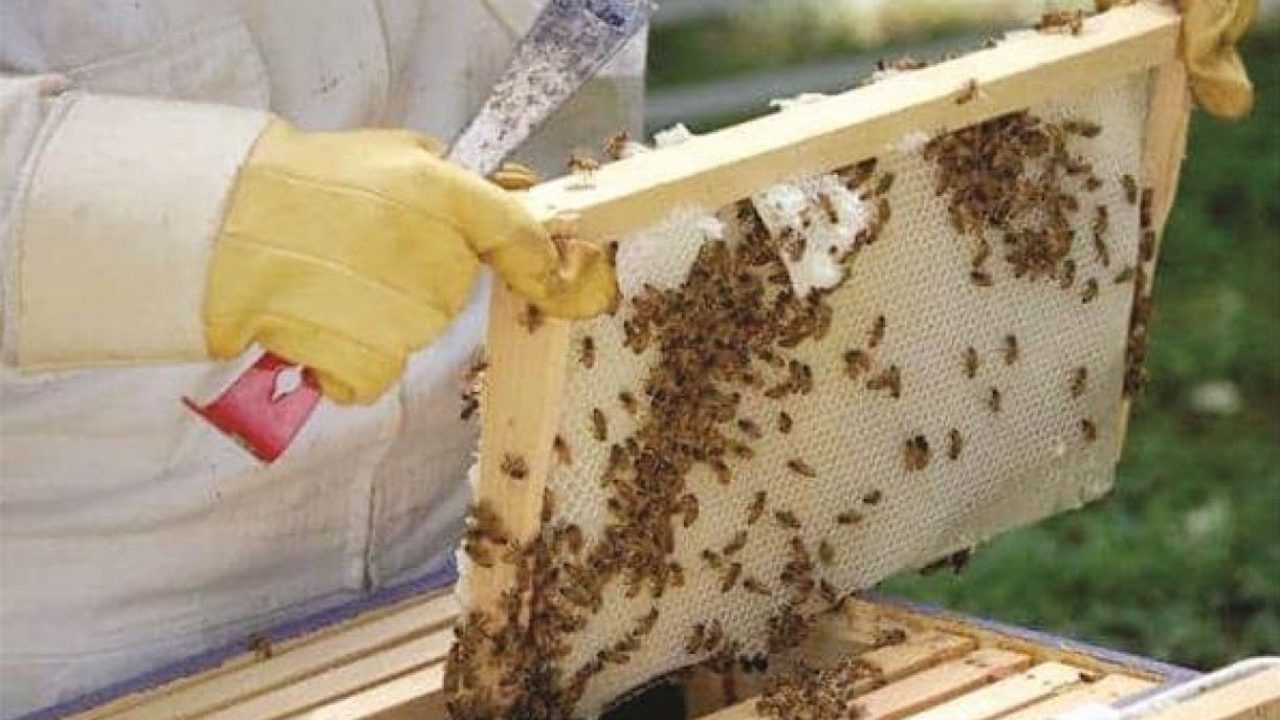 bees
