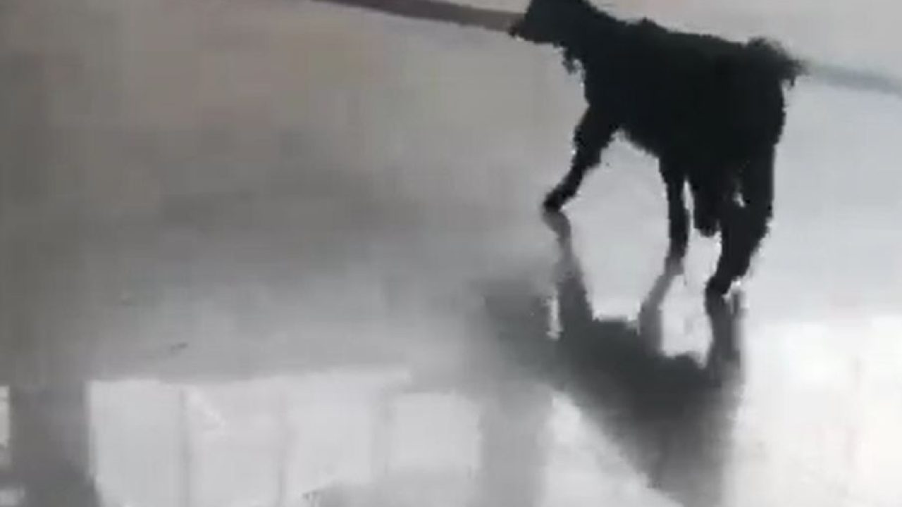 capture