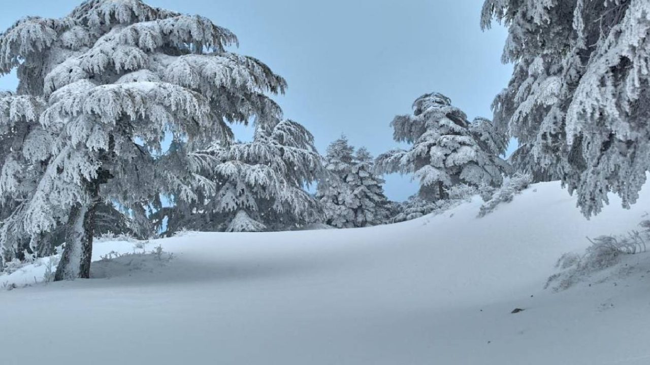 cedars snow