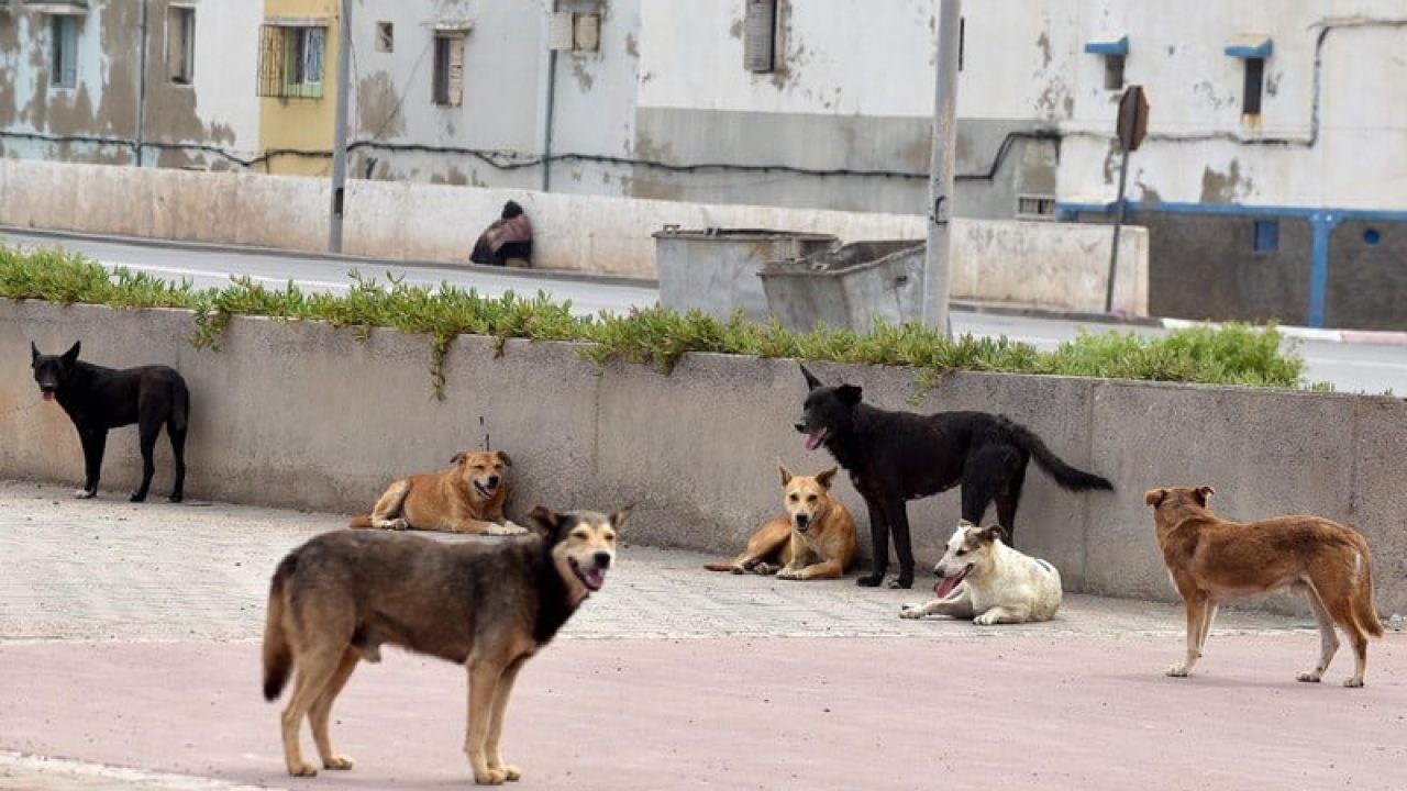 chiens-800