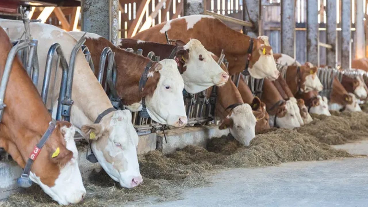 cows