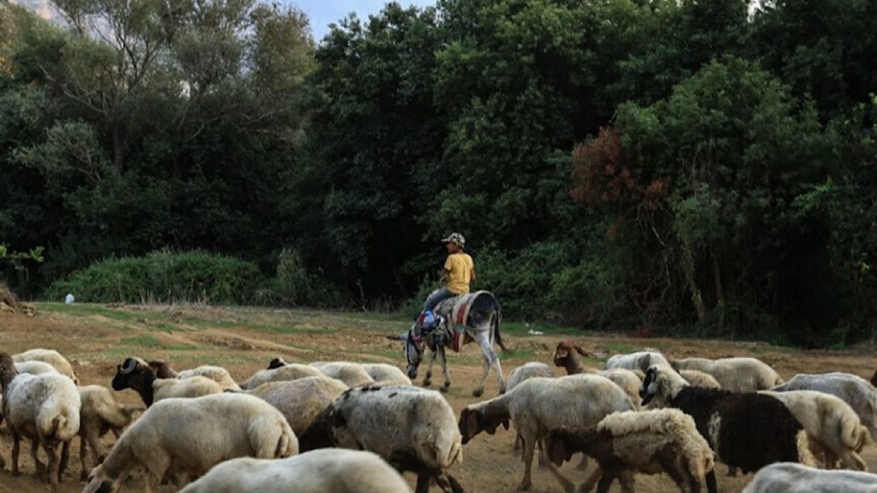 cows