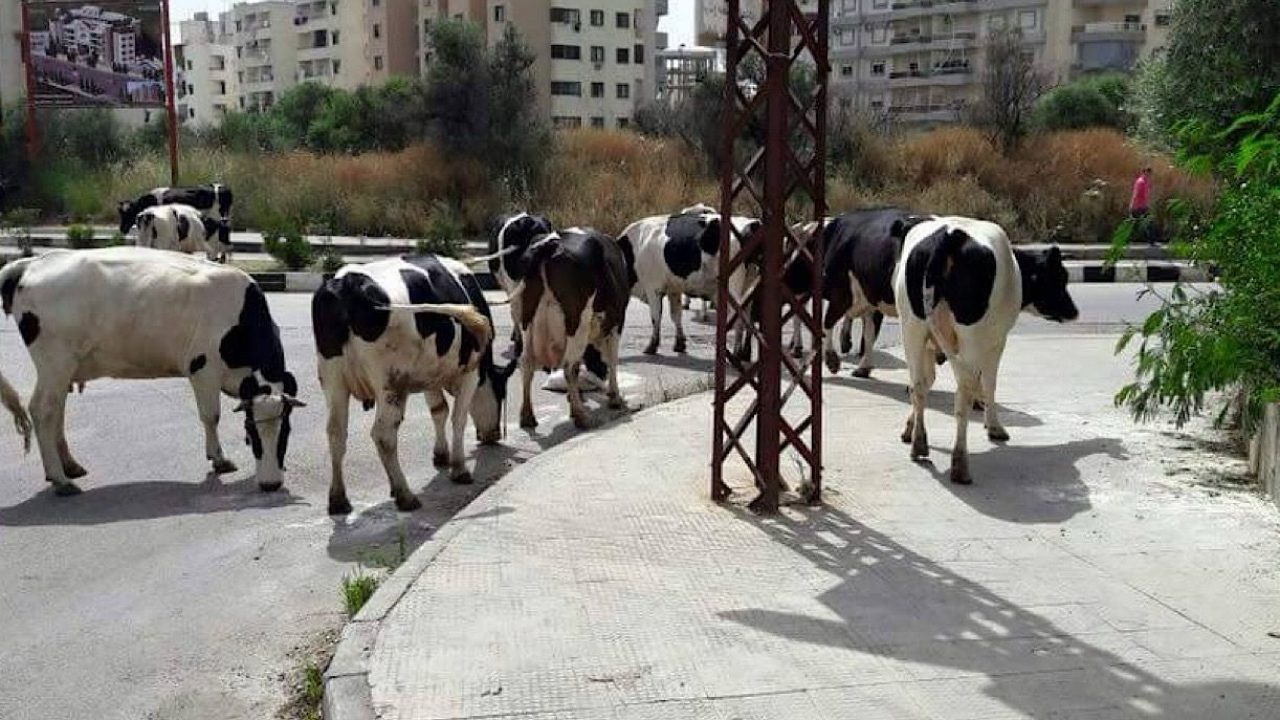 cows