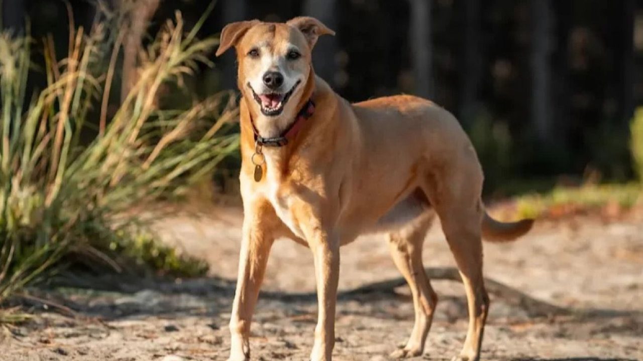 dog