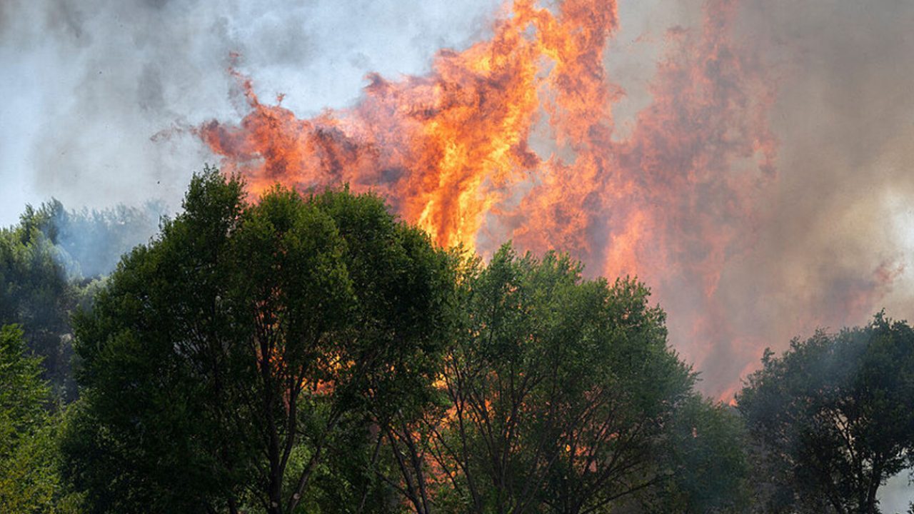 forests-on-fire