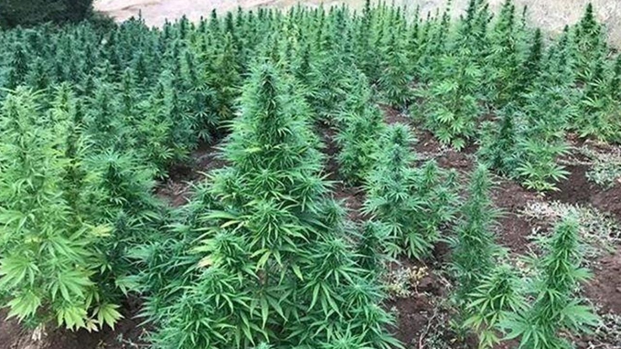 greeen
