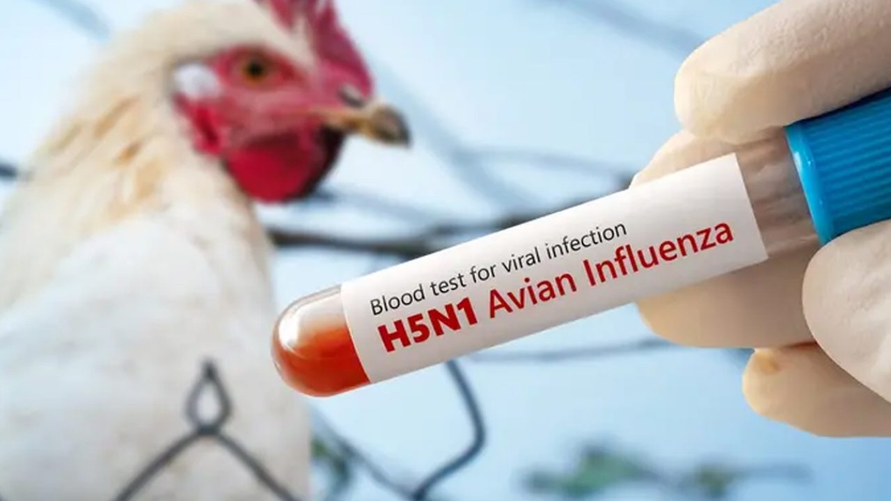 h9n2