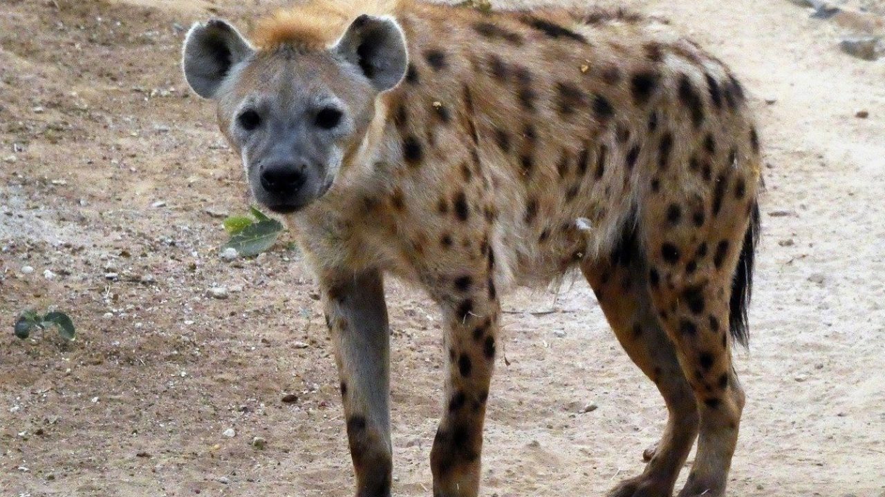 hyena