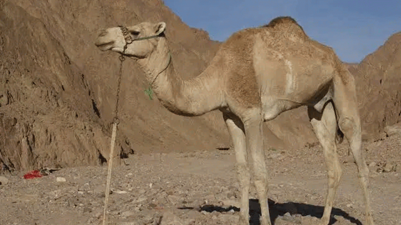 jamal-camel