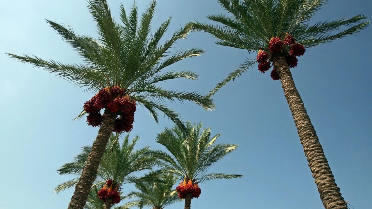 nakhle palm