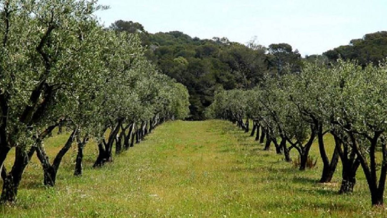 olive trees