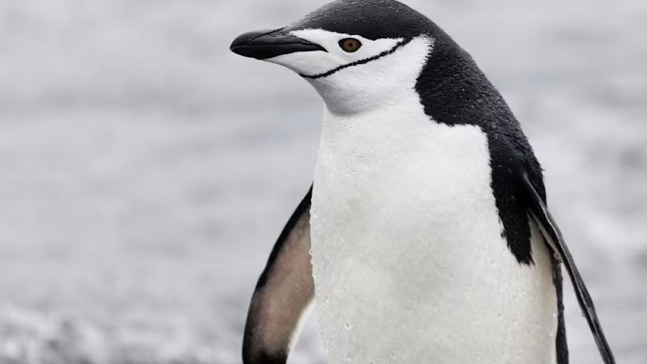 penguin
