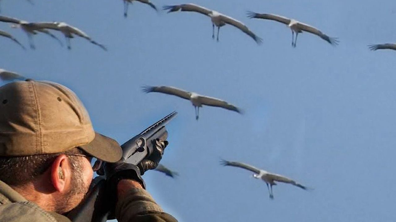 sayd oiseau