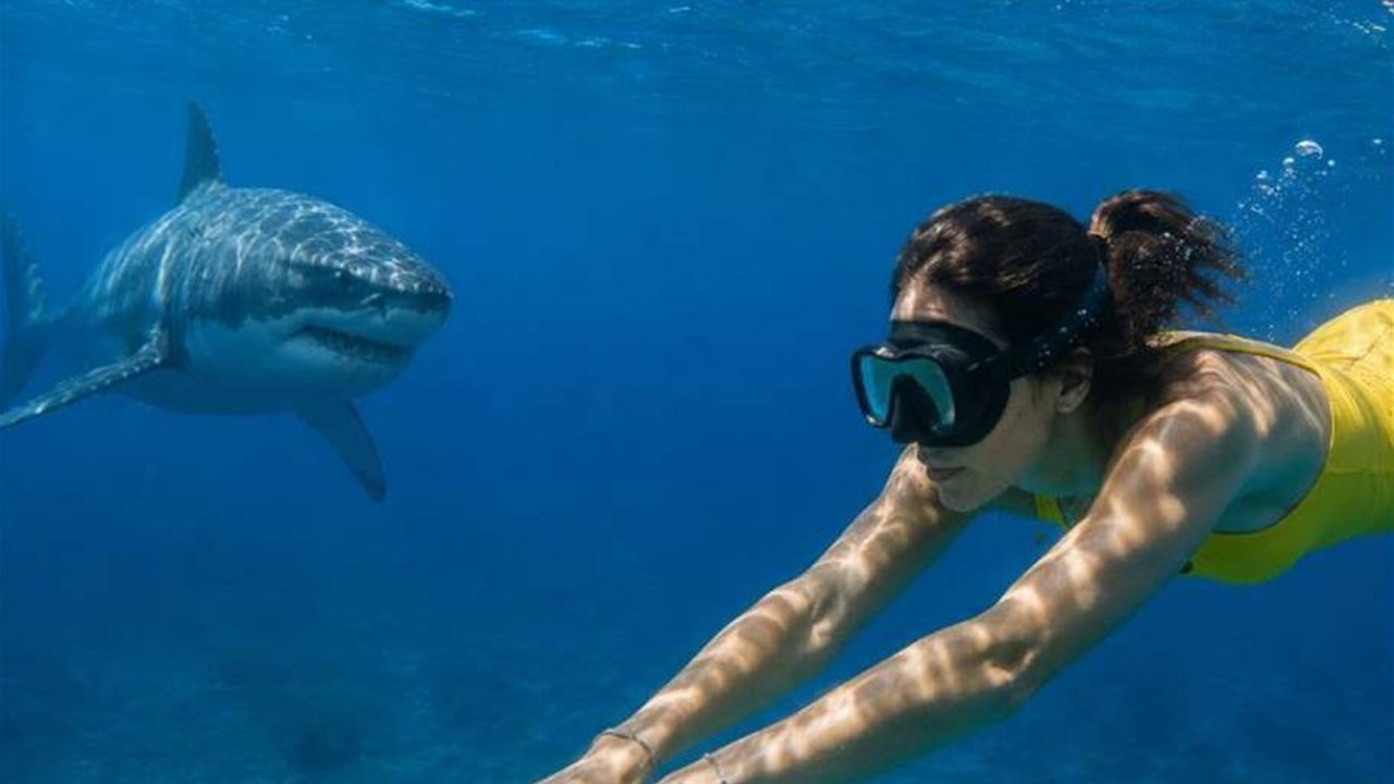 shark-and-yellow