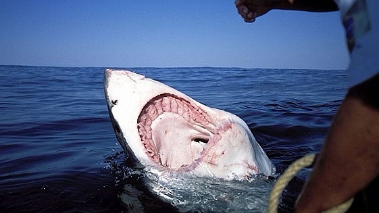 shark