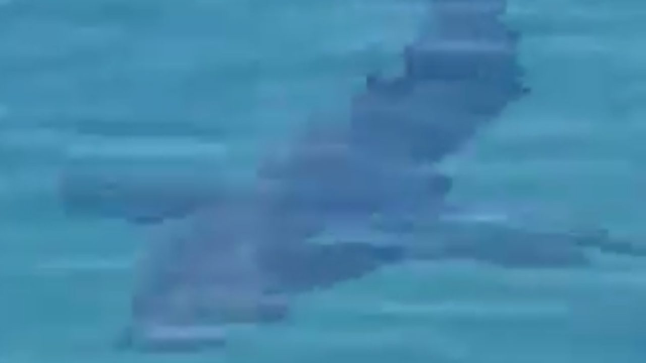 shark