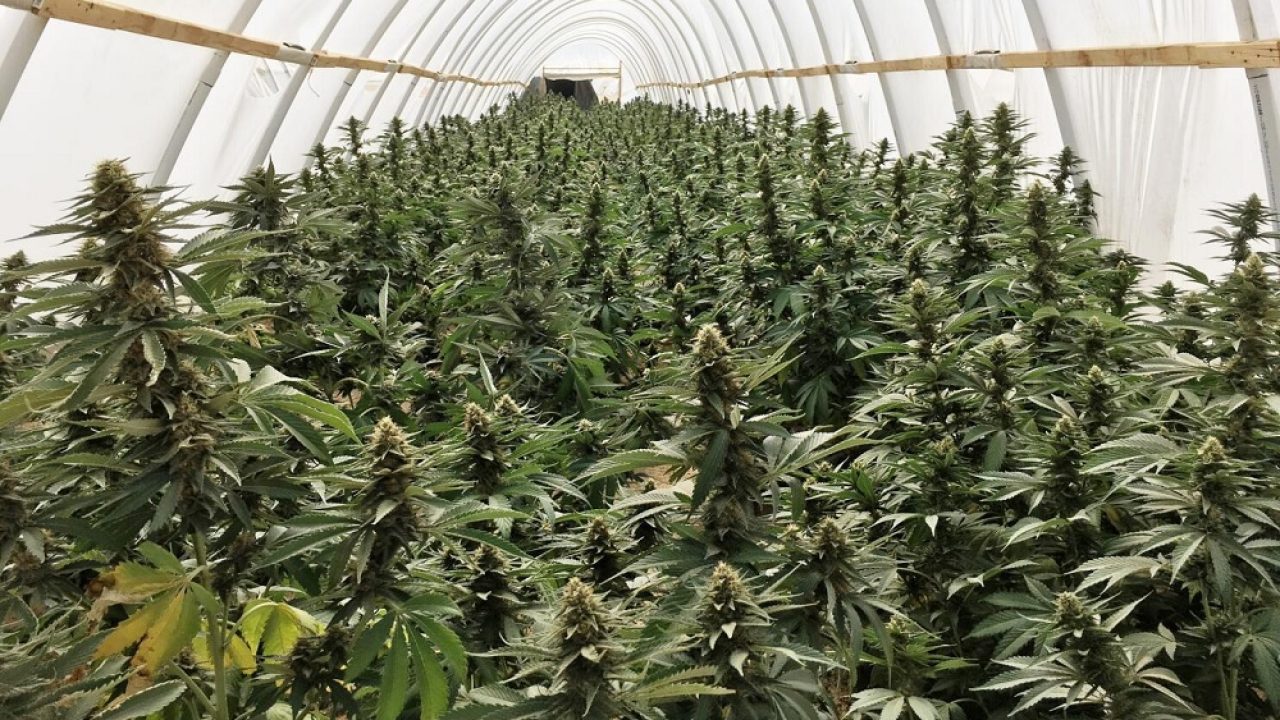 weed-usa