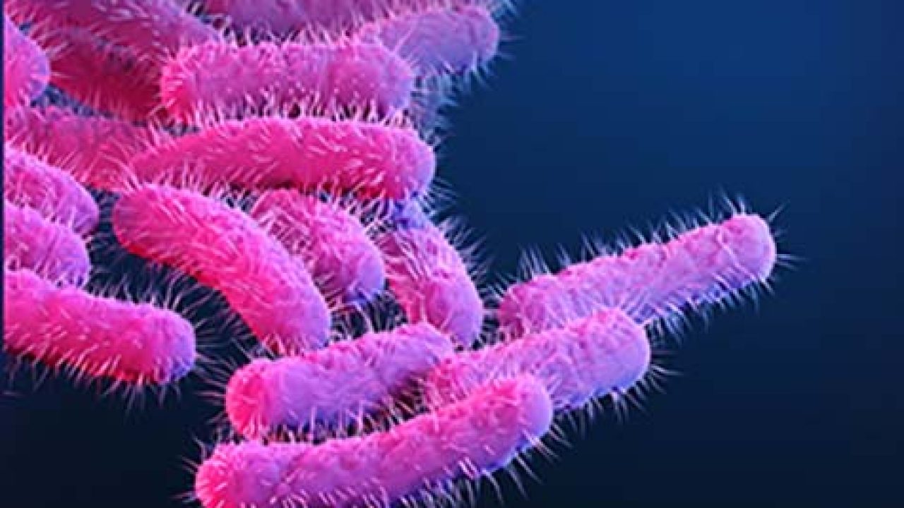 بكتيريا الشيغيلا